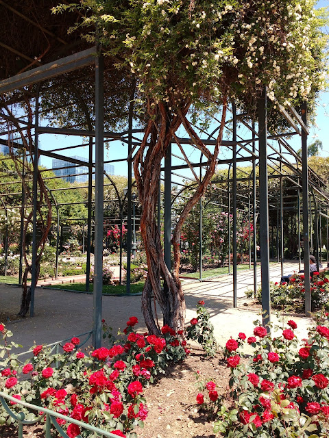 Rosaleda del Parque Araucano, Santiago de Chile