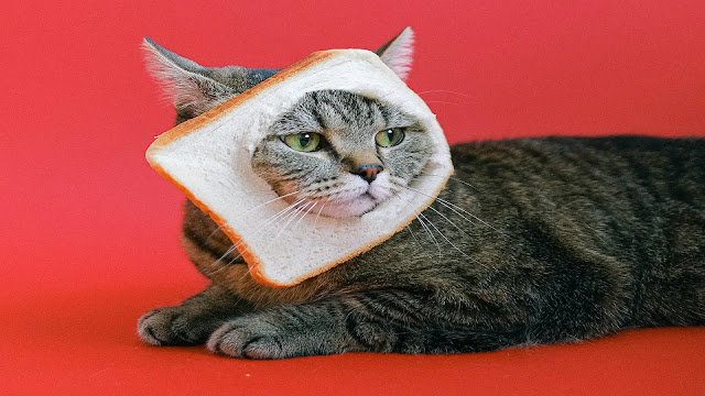 Cat eat Bread