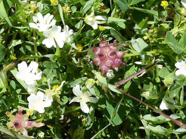 puff ball and blinding white flowers