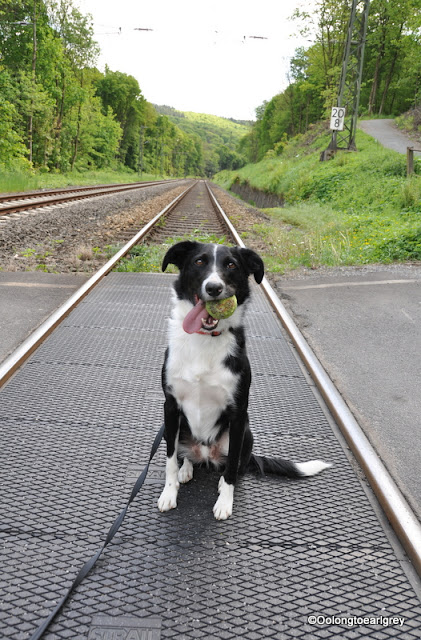 Ralph on train tracks