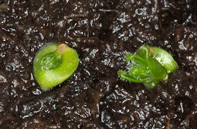 Gemmae of Drosera scorpioides beginning to sprout on my windowsill in Hayes, 10 December 2011.