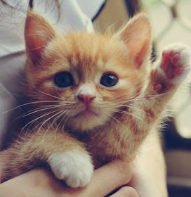 funny cats pictures, kitten waving at you