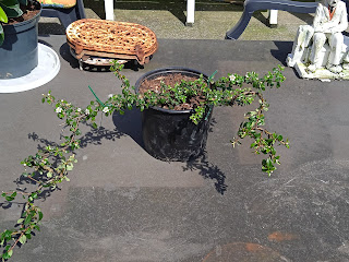 cotoneaster in pot