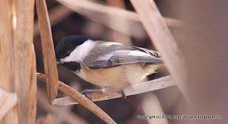 Black-capped Chickadee, 11/29/10 Great Meadows 