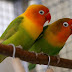 Lovebird Biola