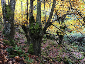 By E.V.Pita / Canyons of River Sil / Fall 2012 / Cañones del río Sil