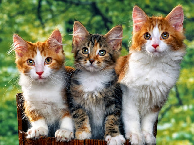 Cute Cats HD Wallpaper Free