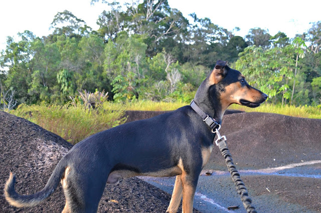 Guyane, savane roche Virginie, régina