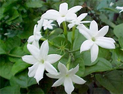 Jasmine Flower Wallpaper