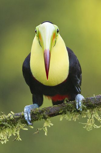 Keel-billed Toucan (Ramphastos sulfuratus) | Our World’s 10 Beautiful and Colorful Birds