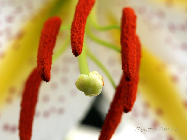 Lilium auratum