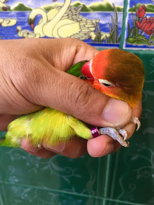 Ring Lovebird Eropa