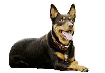 Australian Kelpie History The breed of dog Australian Kelpie came from Australia, sorry for the obviousness and tautology. This happened when in the mid-19th century, black collies were introduced to the continent, which crossed with various dogs, and, according to some reports, even with the wild dog Dingo, which is also evidenced by some external similarities (although studies were carried out in 2019 genomes that established that there were no wild dingoes in the genus).  What came out of these crosses exceeded all the breeders' expectations and they needed a dog that could participate in cattle grazing, moreover, in the conditions of the Australian hot climate. Actually, it cannot be said that professional breeders were engaged in breeding the breed. This statement is also supported by the fact that the first individual (female) was sold in 1872 by a Scottish named George Robertson to Jack Gleason. And the name of the dog was Kelpie, which later became the name for the whole breed.  Kelpie is the name for the spirit of water from Scottish mythology. As you know, both of these people were settlers. A dog named Kelpie already did not resemble traditional black collies, and later changed even more as a result of crossbreeding, which was obviously free and little controlled. Although, targeted crossbreeding also took place.  One way or another, over time, a breed standard emerged that possessed a huge amount of energy, could withstand the harsh climatic conditions of Australia, and stay in the sun for an arbitrarily long time, with outstanding endurance.  In the future, the Kelpie breed became popular far beyond Australia. For example, in the USA these dogs are very appreciated in the hot States for their outstanding congenital qualities of a shepherd, and in Sweden, they are used for mine rescue operations. Now there are 2 varieties of Kelpie - exhibition work. The former are bred with an emphasis on appearance for appearances at exhibitions, and the latter is used for grazing. These dogs are also called the Australian Shepherd.  Breed characteristics  ·         Popularity                               ********* ·         Training                                  ******* ·         The size                                 ******* ·         Mind                                       ******** ·         Security                                  ********** ·         Relationship with children      ********** ·         Agility                                     ******** ·         Shedding                                *******   https://petdogi.blogspot.com/  Breed Information  The country Australia Life span 10-13 years old Height Males: 46-51 cm Bitches: 43-48 cm Weight Males: 14-20 kg Bitches: 14-20 kg Longwool short Color black, tan, black, tan, chocolate Group for children, for protection    Description Kelpies are medium-sized dogs with pointed ears and a wedge-shaped muzzle. The chest is high, the physique is muscular, the legs are of medium length, and the tail does not stop.  Personality The Kelpie breed dog has a soft and kind character, perfectly suits as a reliable and loyal friend with whom you can go even to the ends of the world. Their endurance is what they are famous for; they can eat or sleep all day, be on their feet, and at the same time do their job perfectly. Whether it is cattle guarding, traveling together, guarding the courtyard of a private house - kelpie everywhere shows itself in the best way.  This is really a friend of man in every sense of the word. They have an excellent sense of smell, excellent hearing, they have specific skills of a shepherd inherent exclusively to this breed. Developed intelligence allows you to perfectly understand not only the speech of the owner but also his psycho-emotional state, provide support in difficult times and remember commands. Very independent and independent, but not stubborn.  Children are well treated with care. They love to play and need constant daily activity, including mental. Since the Kelpie breed was originally designed for intensive activity, in the conditions of a city apartment, the owner will have to seriously take care of this issue. An ideal place for their maintenance is, of course, a private house with its own courtyard.  By the way, the dog can spend the whole day without the presence of the owner, completely without suffering from loneliness. But, if you do not provide your pet with the proper level of activity, and leave it for the whole day in the apartment, you can be sure that a full mess will await you upon arrival. After all, energy needs to be put somewhere. Also, the animal needs socialization and upbringing, as it can cast a voice in case of any irritants - strangers, loud noise in the yard, etc.  Training The Kelpie dog breed genetically has excellent abilities to protect the territory, and it doesn’t even need to be trained. Another question is that they need to be trained in commands, proper behavior, and obedience because by their nature they are quite independent dogs. In addition - with a huge supply of energy.  To teach a pet to restrain himself, you need to do this constantly, over time. Training can begin from 5-6 months. It is important to limit the overabundance of reactions to stimuli so that the dog learns not to respond to the slightest rustling by barking, but watches carefully what is happening, “turning on” with real danger.  The independence of the kelpie must be respected - do not suppress the pet, praise him for his success, and respect him. These are very smart dogs - they understand everything, even if they try to convince you otherwise. Therefore, they remember commands easily, understand what you want from them. Justice, patience, and kindness - this is what makes a dog respect you and not only execute commands but also listen to you as an authority.  Care With regard to grooming, the breed of Kelpie dogs is quite unpretentious, needs to be combed weekly and more. Some individuals have undercoats and molts. Be sure to keep your ears clean, remove deposits in your eyes daily, and bathe your pet once or twice a week.  Common diseases The Kelpie dog breed is generally in good health, but the following problems can sometimes occur: hip dysplasia; cryptorchidism; progressive retinal atrophy; Collie eye anomaly Cerebellar abiotrophy.