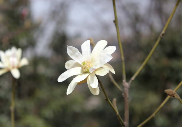 Magnolia Flower Pictures