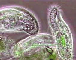 Protozoa.