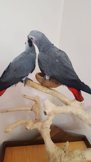 African grey parrots for sale 