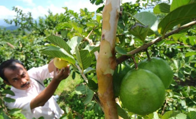 jambu juga ada disana