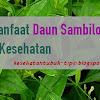 48 Manfaat Daun Sambiloto Bagi Kesehatan
