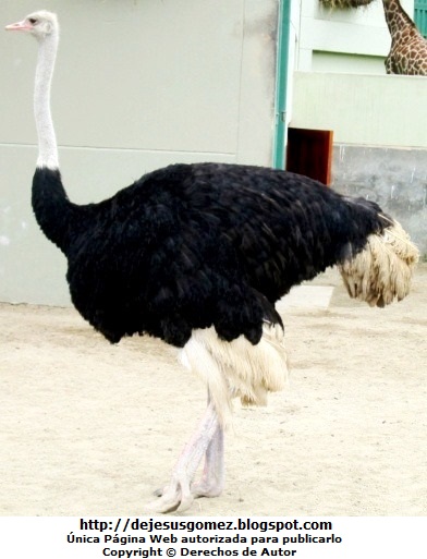 Foto de avestruz macho del Parque de las Leyendas por Jesus Gómez