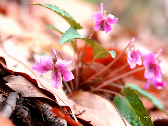 Viola violacea