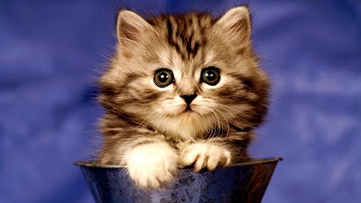 Fluffy Kitten Wallpaper HD