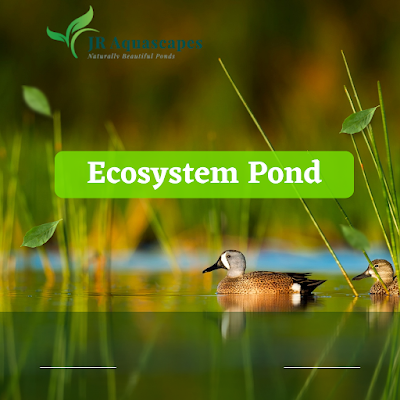 Ecosystem pond