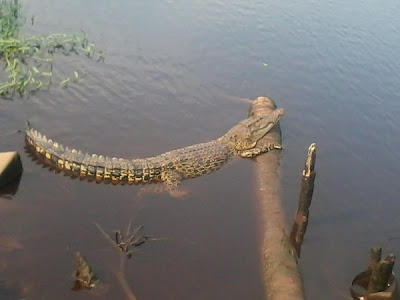 gambar, foto, buaya besar, buaya, miri, sarawak, tembaga, panjang saiz, dua meter, ancaman, bahaya, mangsa, keselamatan, jejas, takut, serangan reptilia