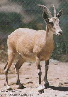 Nubian ibex