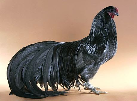 Macam-Macam Ayam Hutan  Ternak Ayam