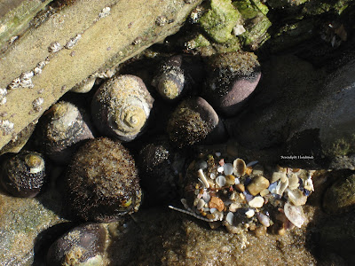 Hermit Crabs, Crystal Cove, Serendipity Handmade