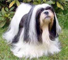 lhasa apso dog puppy breeds hound canine pooch canis bow-wow despicable fellow qen txakurra gos pas hond koer aso koira kutya hundur madra pets huisdieren animaux de compagnie Haustiere de companie husdjur Evcil Hayvan anifeiliaid anwes domace zvali augintiniai alagang hayop domaci zvirata kucni ljubimci animals domestics maskotak animal pets info