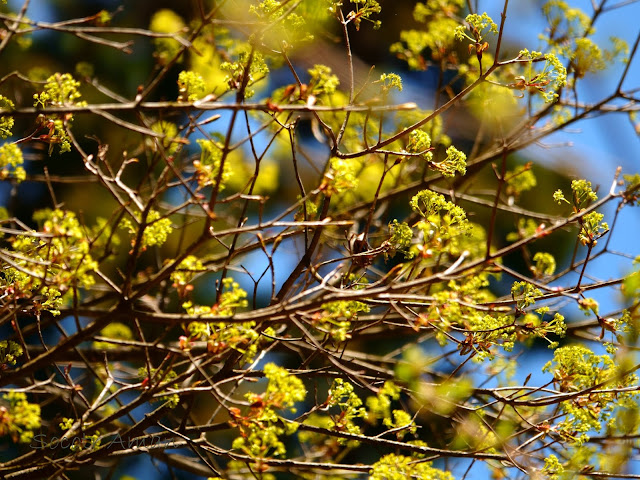 Lindera umbellata