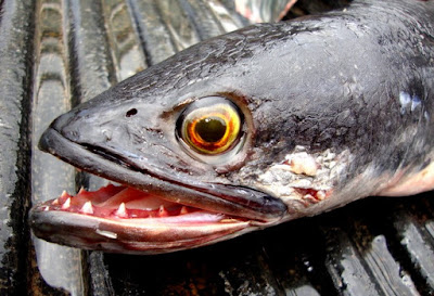 Indonesia Ternyata Punya Ikan Yang Lebih Ganas Dari Piranha
