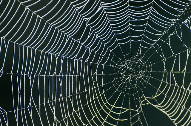 Spider Web, FM 660, Ennis