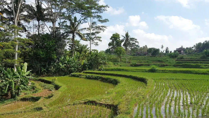 Tegallalang Bali