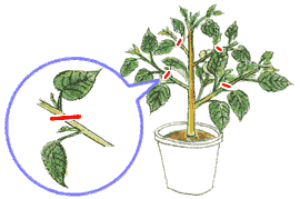 Tokyo Gardening Journal ハイビスカス サマーブリーズのオレンジ