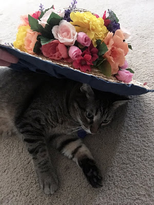 A grey tabby cat laying on beige carpet, with a large-brimmed sunhat lined with pleated medium-blue fabric and decorated with a dense crown of bright-yellow, peach, coral, pale-pink, and purple flowers propped over its head and body. The cat doesn't look amused.