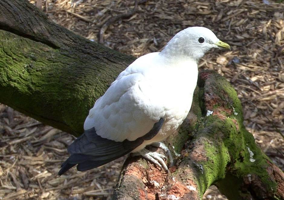 Torresian imperial pigeon Ducula spilorrhoa