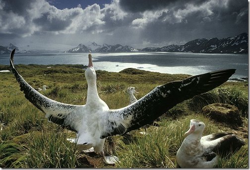 albatross