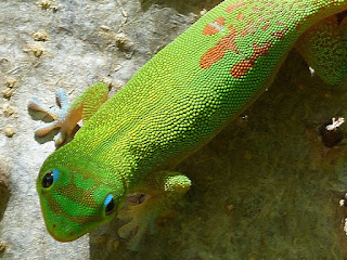 Phelsuma laticauda - Gecko diurne à poussière d'or