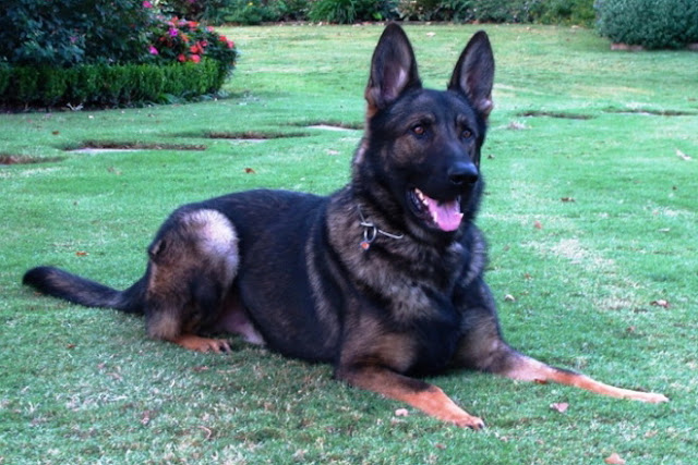 german shepherd guard dog