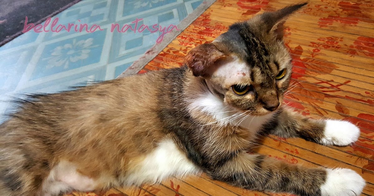 Telinga Kucing Bengkak (Ear Hematoma In Cats) - Ini Adalah 