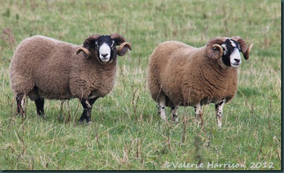 49-sheep