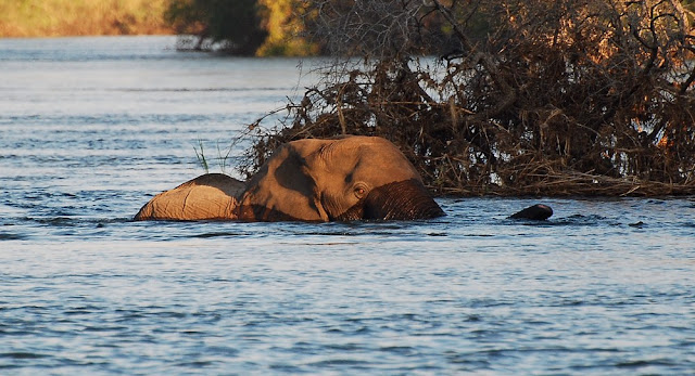 éléphant d’Afrique-Loxodonta africana-Zambèze