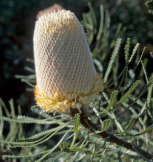 Australian Honeysuckle Flowers, Banksia Flowers, Banksia Hookeriana Flowers, Subtropical Flowers, Shrub Flowers