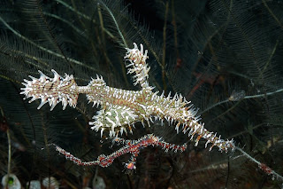 Amazing Underwater Photography Giambattista Isabella