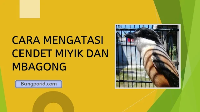 CARA MENGATASI CENDET MIYIK DAN MBAGONG