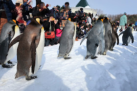 北海道 旭川 旭山動物園 ペンギン散歩