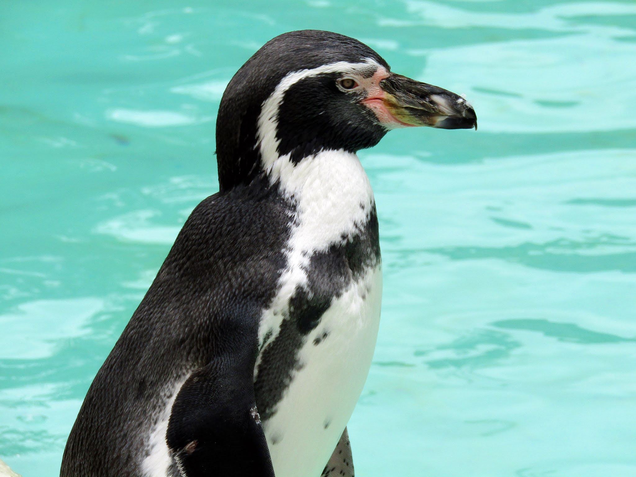 Close up photo of a black and white Humboldt penguin standing in front of a pool of bright blue water.