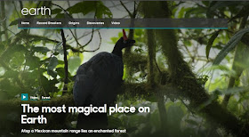 http://www.bbc.com/earth/story/20160105-the-most-magical-forest-on-earth-lies-atop-a-mexican-mountain
